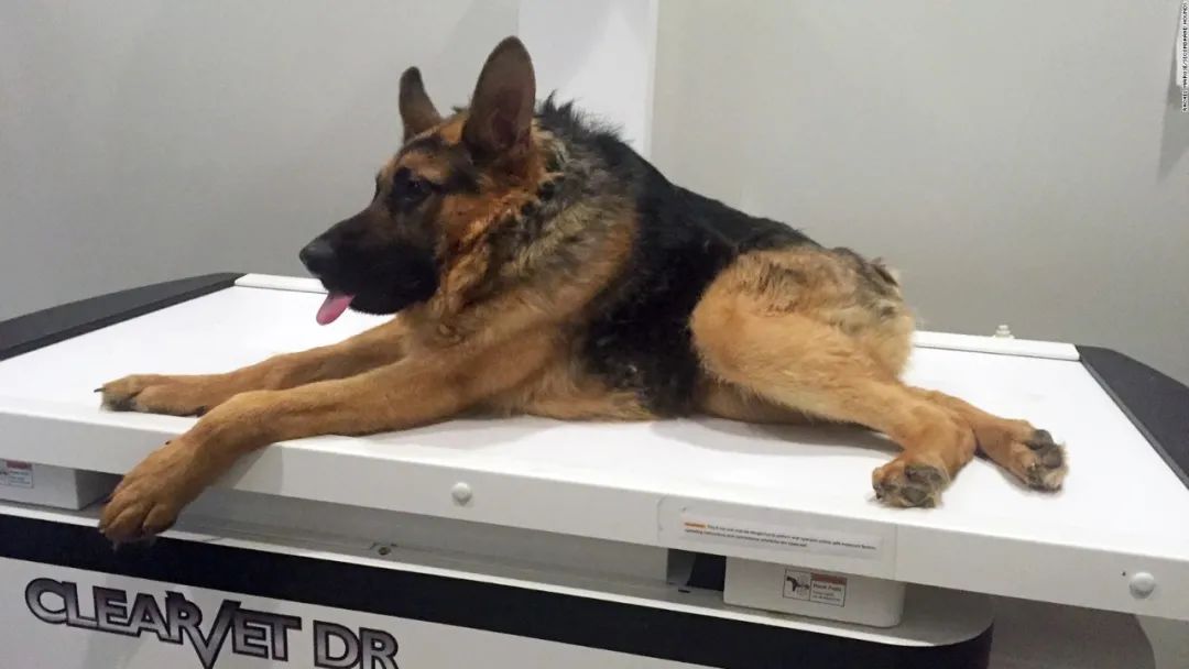 骨骼清奇的紧凑型狗子爆红背后是一种罕见的遗传病