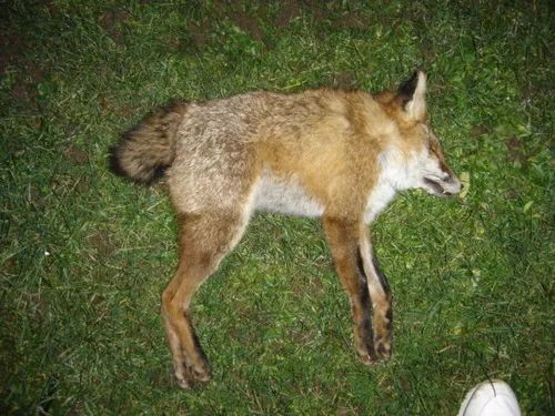 骨骼清奇的紧凑型狗子爆红背后是一种罕见的遗传病