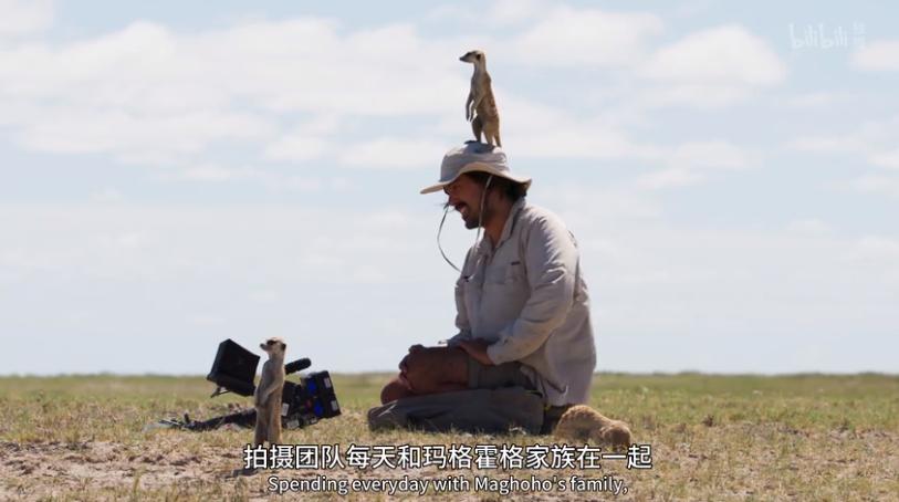 纪录片- 王朝：狐獴特辑BD在线完整观看 豆瓣9.2分