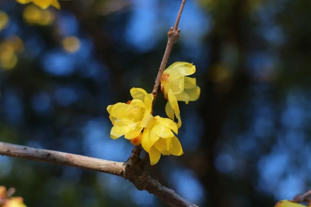 小寒植物变化图片