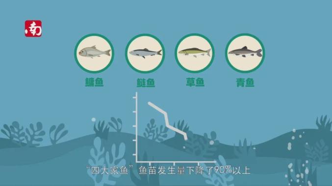 从长江抓条鱼吃为何会有牢狱之灾