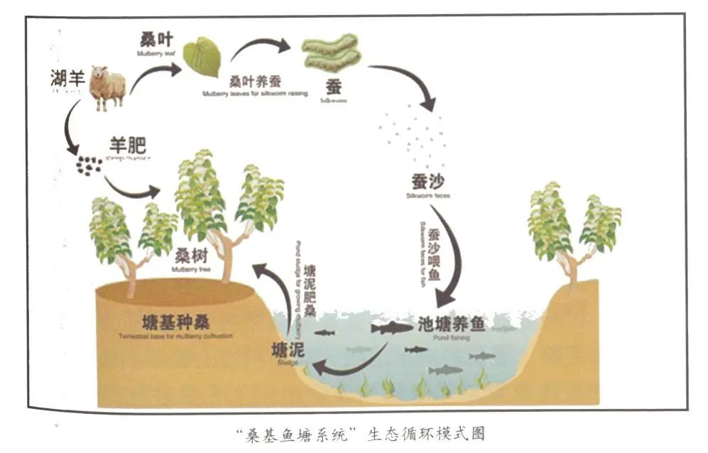 的杰作,营造出科学的"水田种稻,池塘养鱼,塘基种桑养蚕,秋冬桑叶喂羊