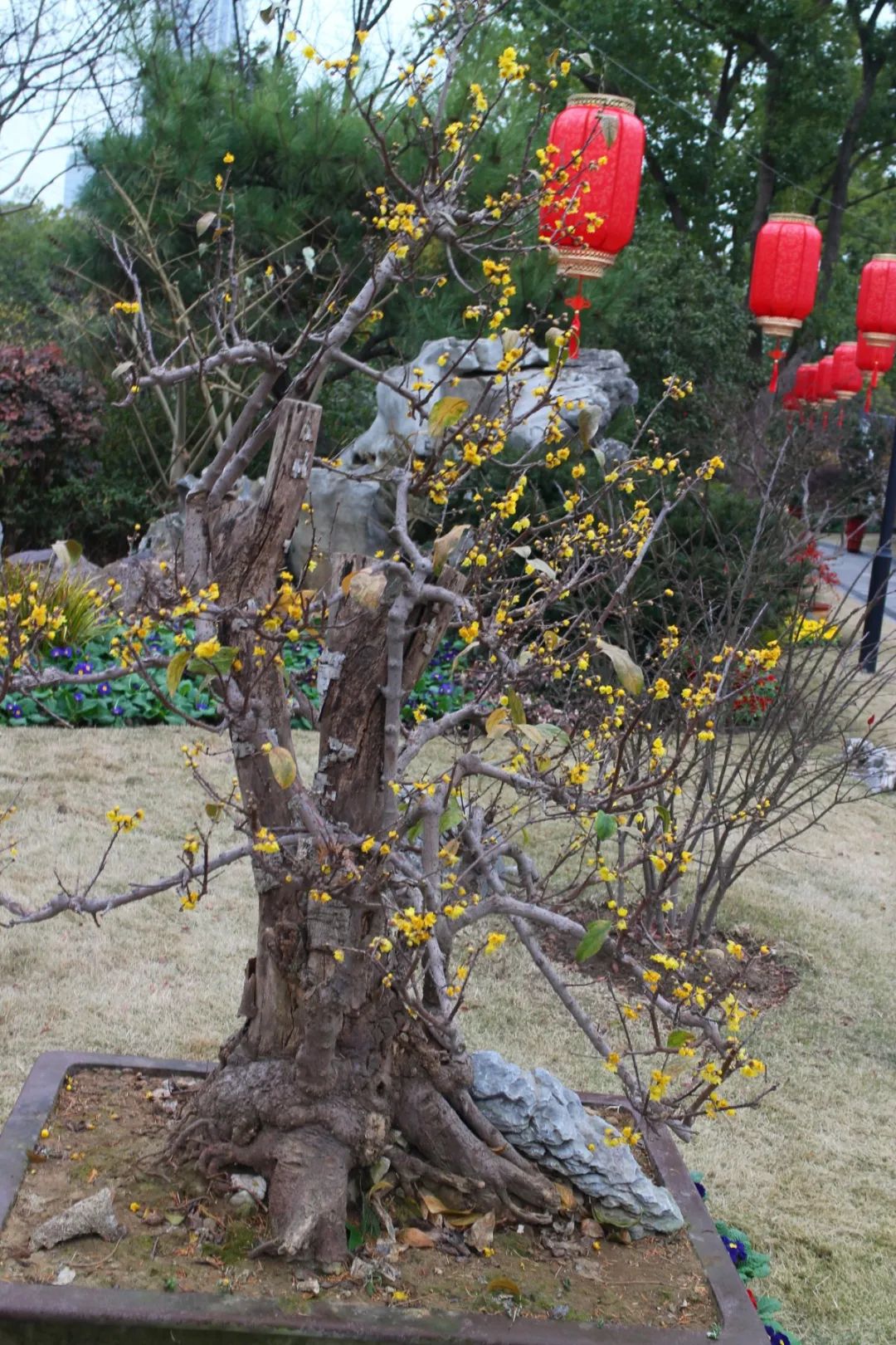 香气扑鼻!普陀这里的千余株腊梅等你来赏_澎湃号·政务_澎湃新闻-the 