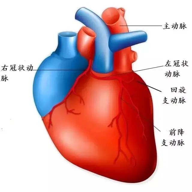 冠状动脉图分布图高清图片