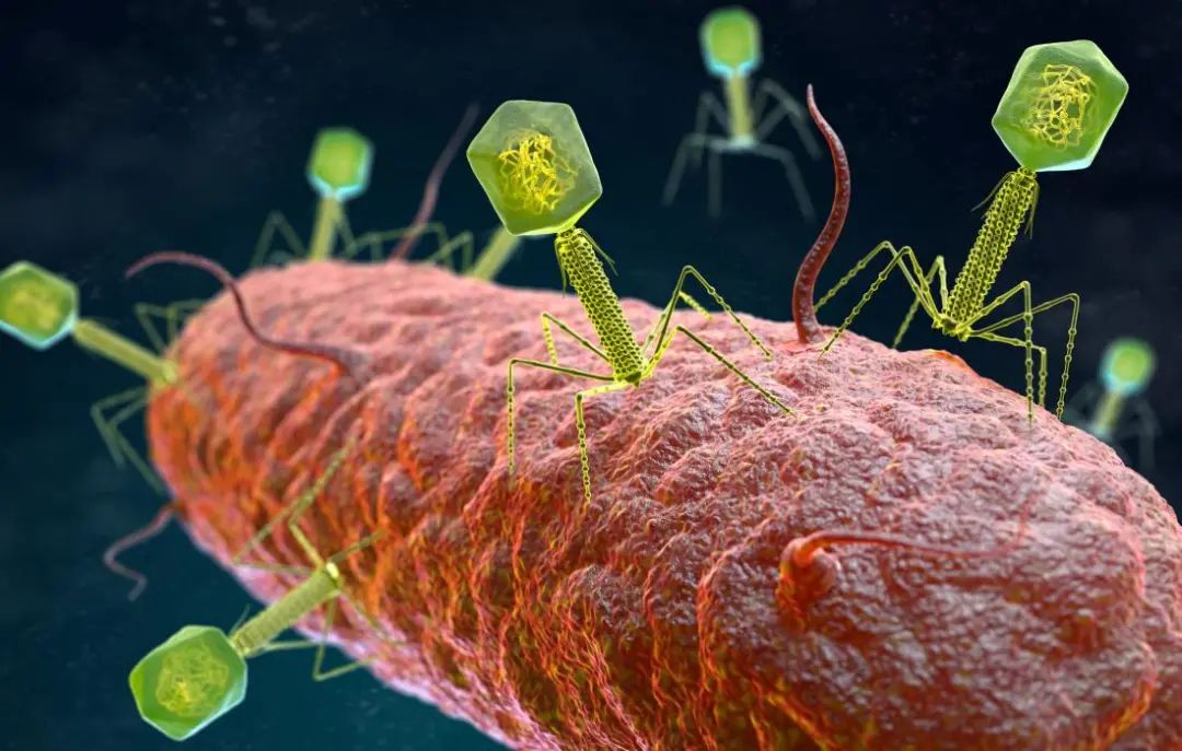 噬菌体有细胞壁吗图片