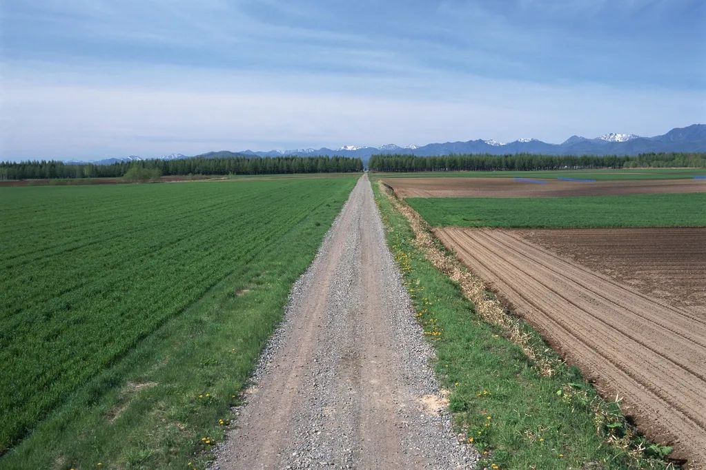 这条田间路,到底归谁家?
