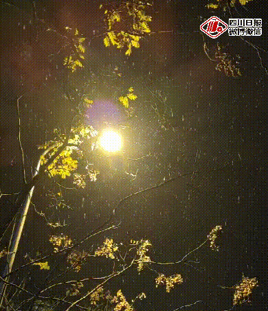 报!成都真的下雪了,这次是鹅毛小雪