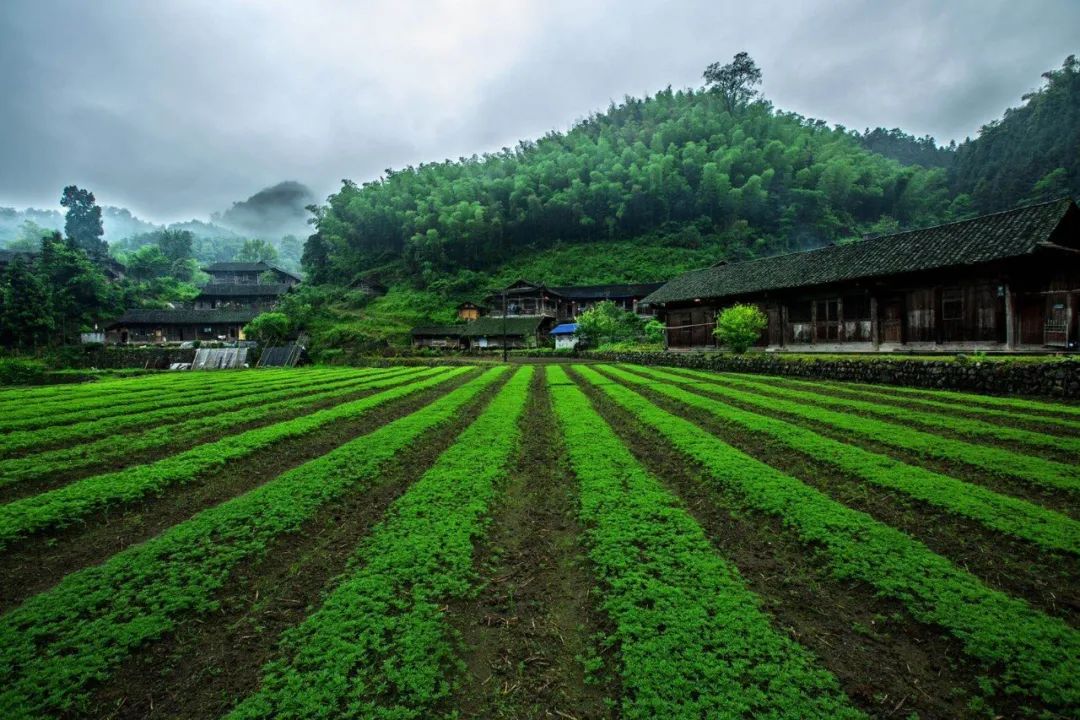 有的t台模特步风情万种,溪水低吟浅唱着就把牧笛溪村分成了左边和右边