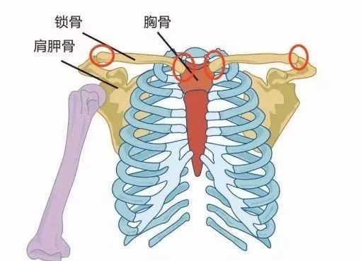 江疏影鞠婧祎一字锁骨上热搜普通人千万别硬掰