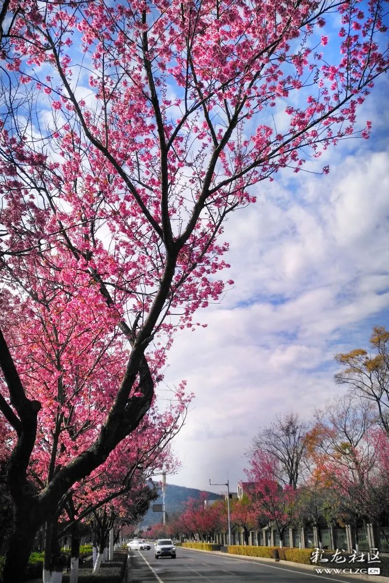 周末去哪儿冬樱花绽放红塔西路变身浪漫花街
