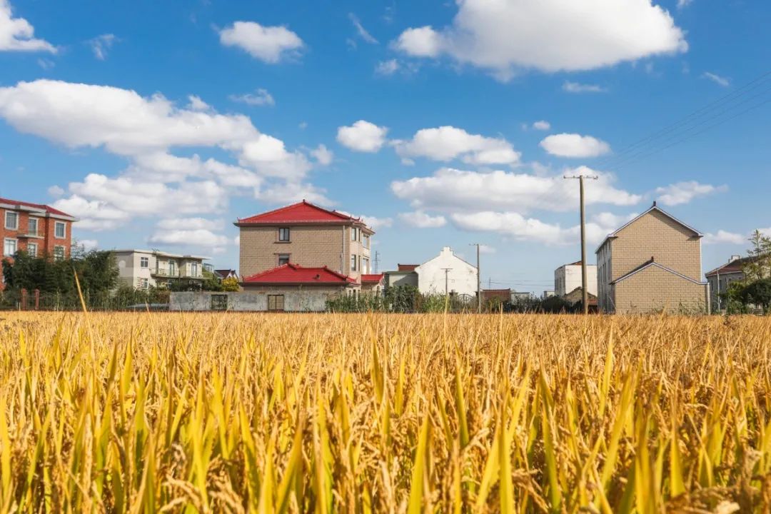 浦东有六个村被评为2020年度上海市美丽乡村示范村你都去过吗