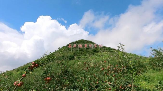 蒙自市西北勒乡石头缝里刨穷根春桃种植不仅让泸西县向阳乡歹鲁村荒山