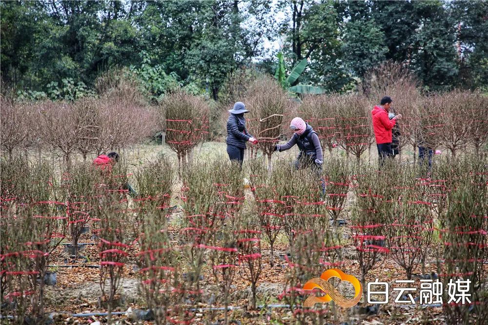 石马桃花上市啦 花农邀你来挑靓桃花