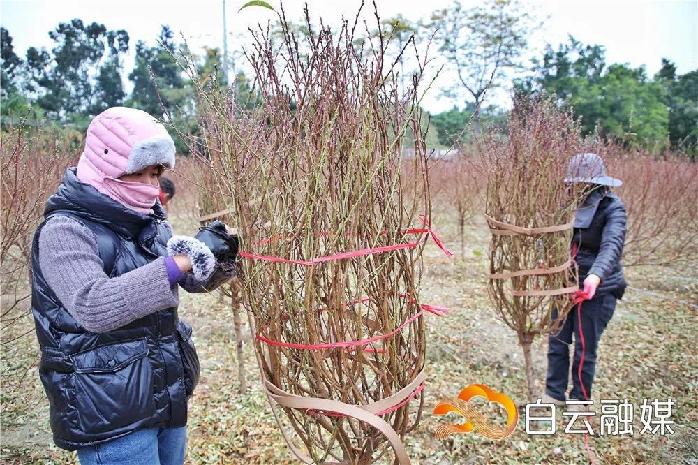 石马桃花上市啦 花农邀你来挑靓桃花