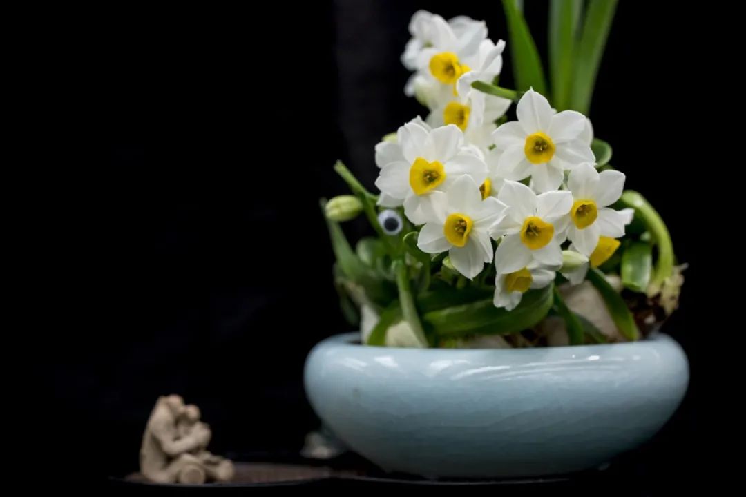 300颗漳州精品水仙球免费领回家心动了吗赶紧来