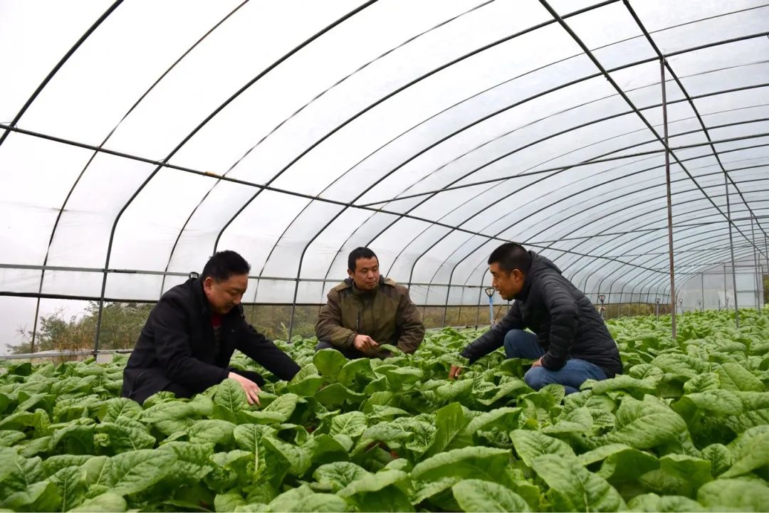 蔬菜种植大户想入党要带动更多人脱贫致富
