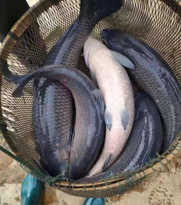 甘露青鱼的购买渠道目前11号左右将大批量上市比往年略有增长将达到