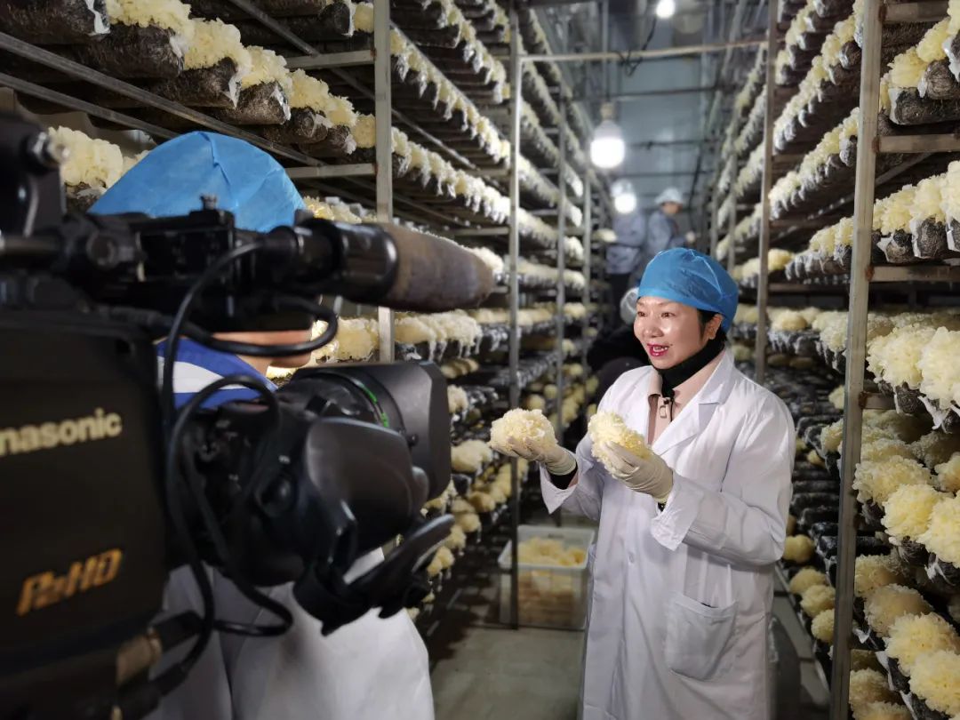 中央电视台农业农村频道《致富经》栏目到古田县专题拍摄“银耳姐姐”张家巧创业故事