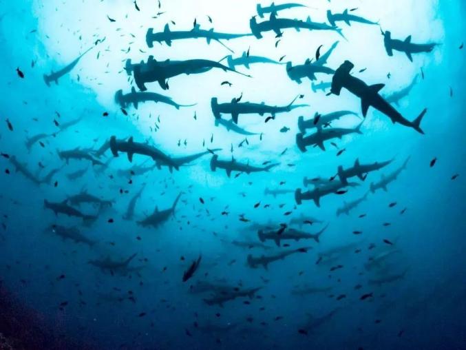 海洋科普鲨鱼家族里最年轻的成员