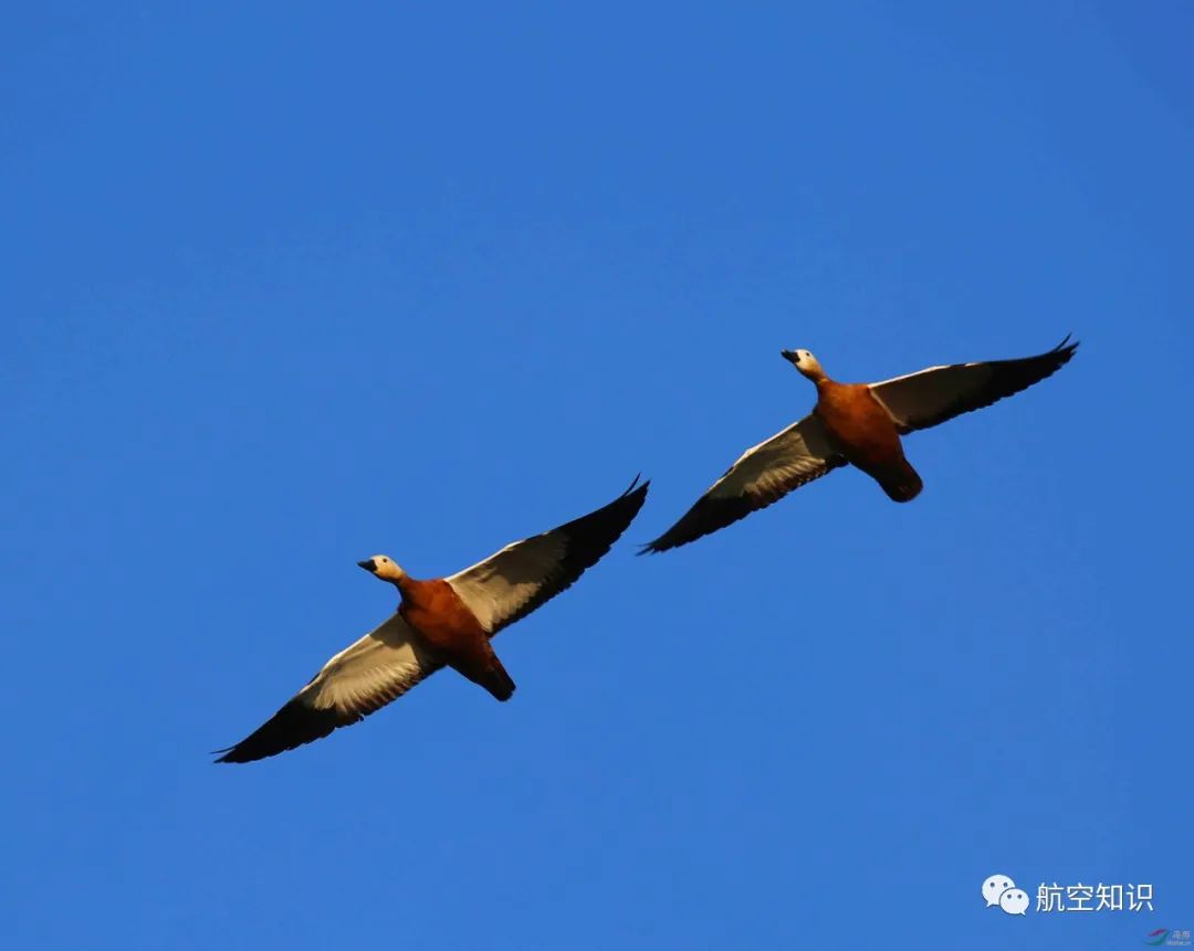 flexibility of wing in aviation_flexible wing design for aircraft_flexibility是什么意思