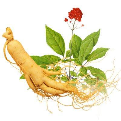 沙参图片及功效 286.jpg