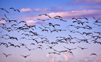 動(dòng)物靠什么辨別方向？聽(tīng)覺(jué)、視覺(jué)、磁場(chǎng)定向顯本領(lǐng)