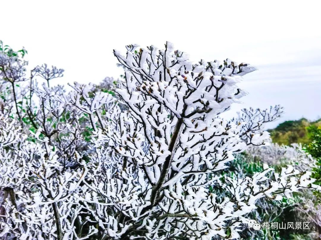 这次的冷空气可以说是"霸王级别"的了,冷到梧桐山都"下雪"了.