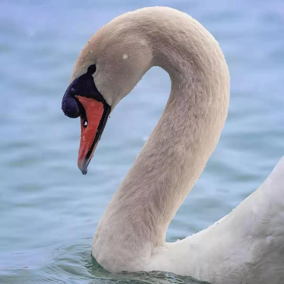 超稀有荣成樱花湖来了五只疣鼻天鹅