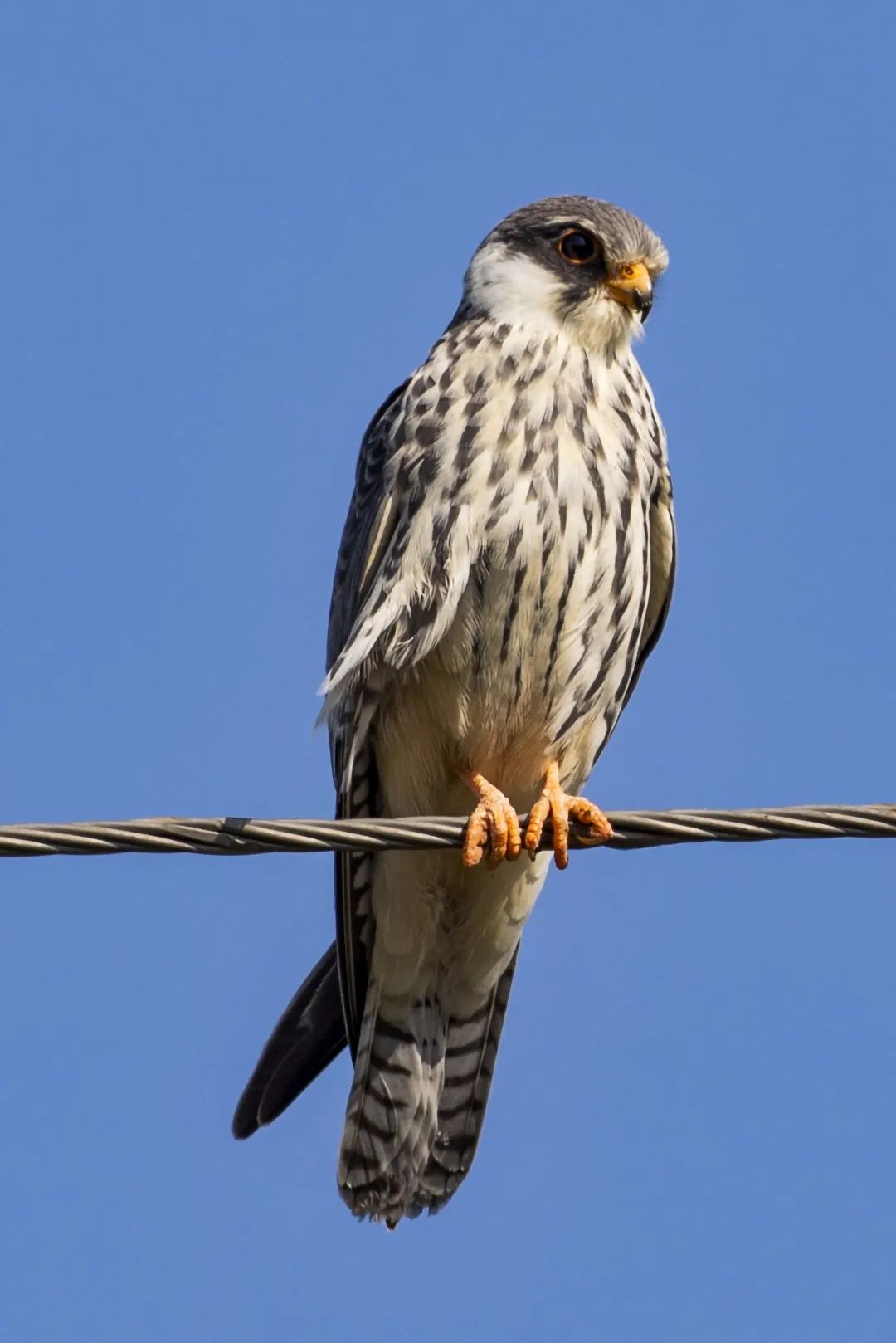 雌雄羽色差异较大为橙红色脚如其别名"红脚隼"翼展68cm左右体长28cm
