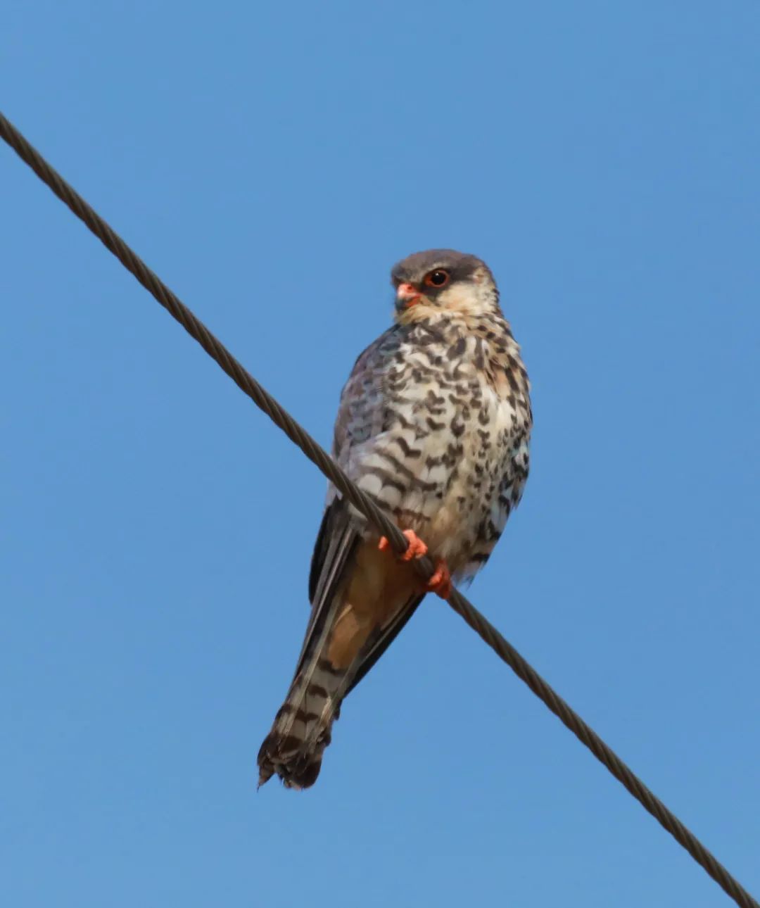 身形不大却是猛禽ta们可能就在你家窗边安家