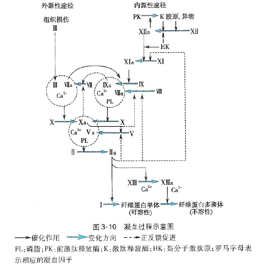 血小板聚集图解图片