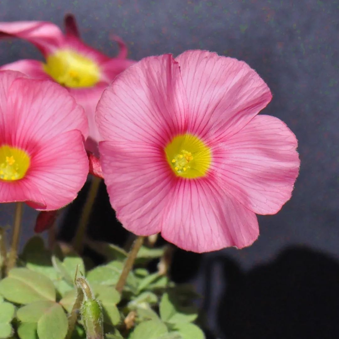 双色冰淇淋酢浆草夺冠上海植物园邀你领取新年礼
