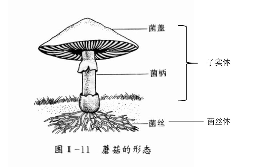 食用菌的形态结构图片