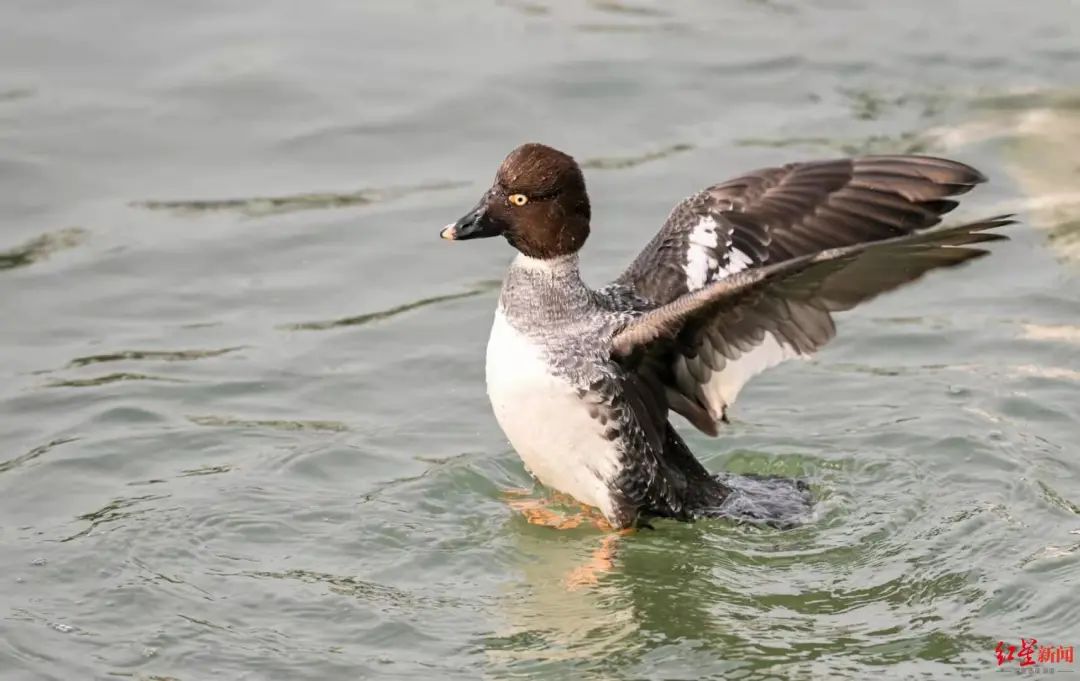 比去年同期多!46種5390只野生水鳥在德陽旌湖過冬