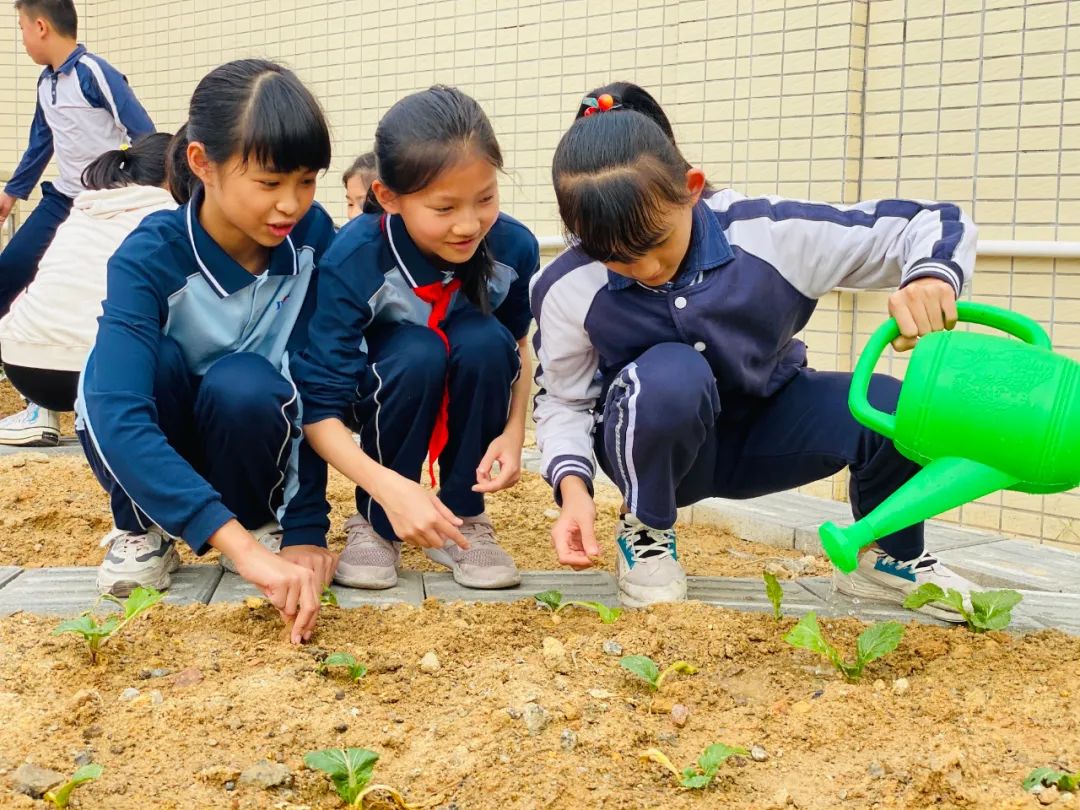 勞動最美三灶學生們親手栽種的蔬菜豐收啦