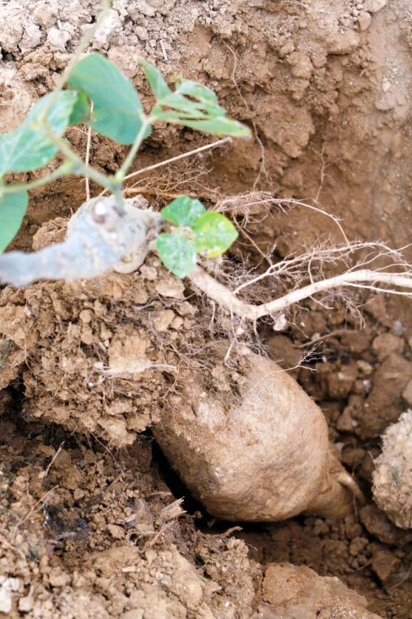 关注超靓的花都粉葛上市啦你尝了没