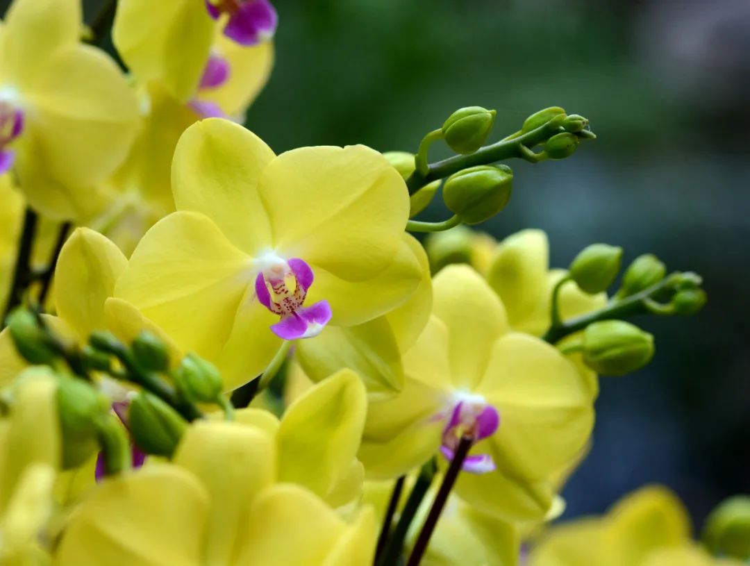 蝴蝶兰在家里怎么养上