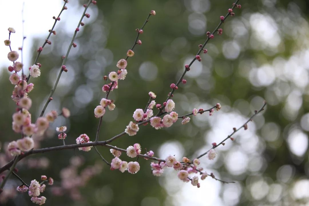 梅花始盛開咸寧人賞花好去處