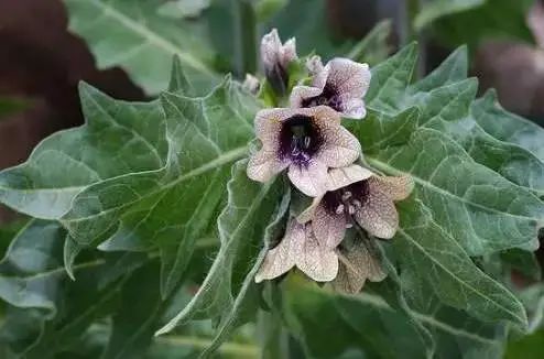 太皮了古人吃的本草原来大有文化