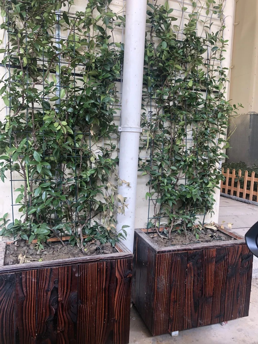 五年来黄浦街头的墙越来越靓了