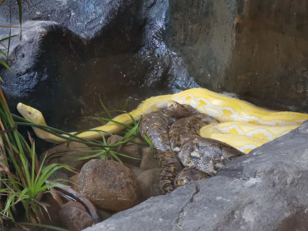 上海动物园小黑龙宝宝4个月大啦它们不仅会卖萌还会大口吃肉