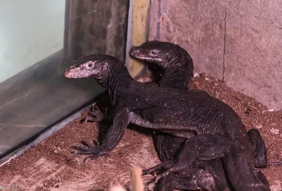 上海动物园小黑龙宝宝4个月大啦它们不仅会卖萌还会大口吃肉