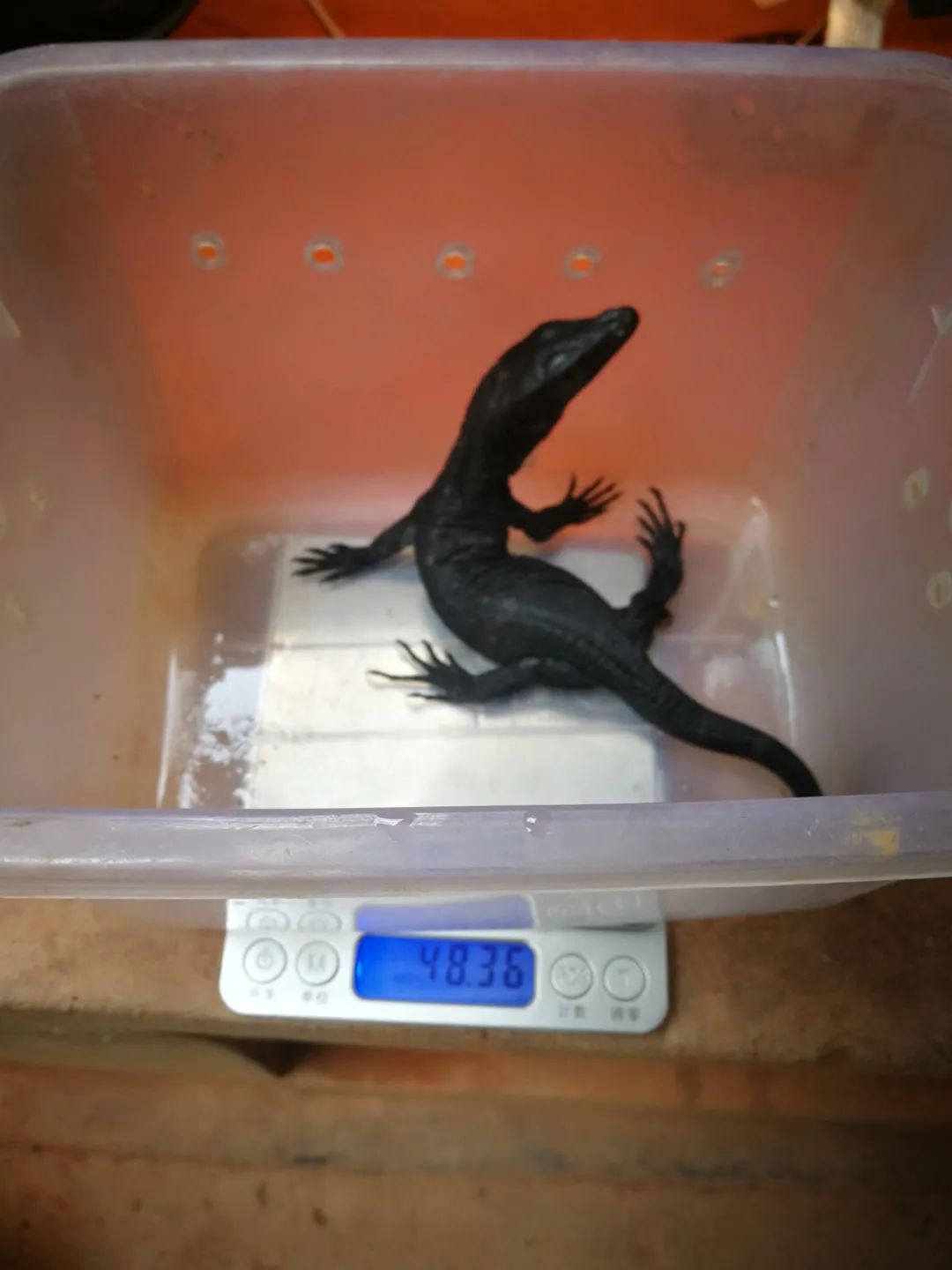 上海动物园小黑龙宝宝4个月大啦它们不仅会卖萌还会大口吃肉