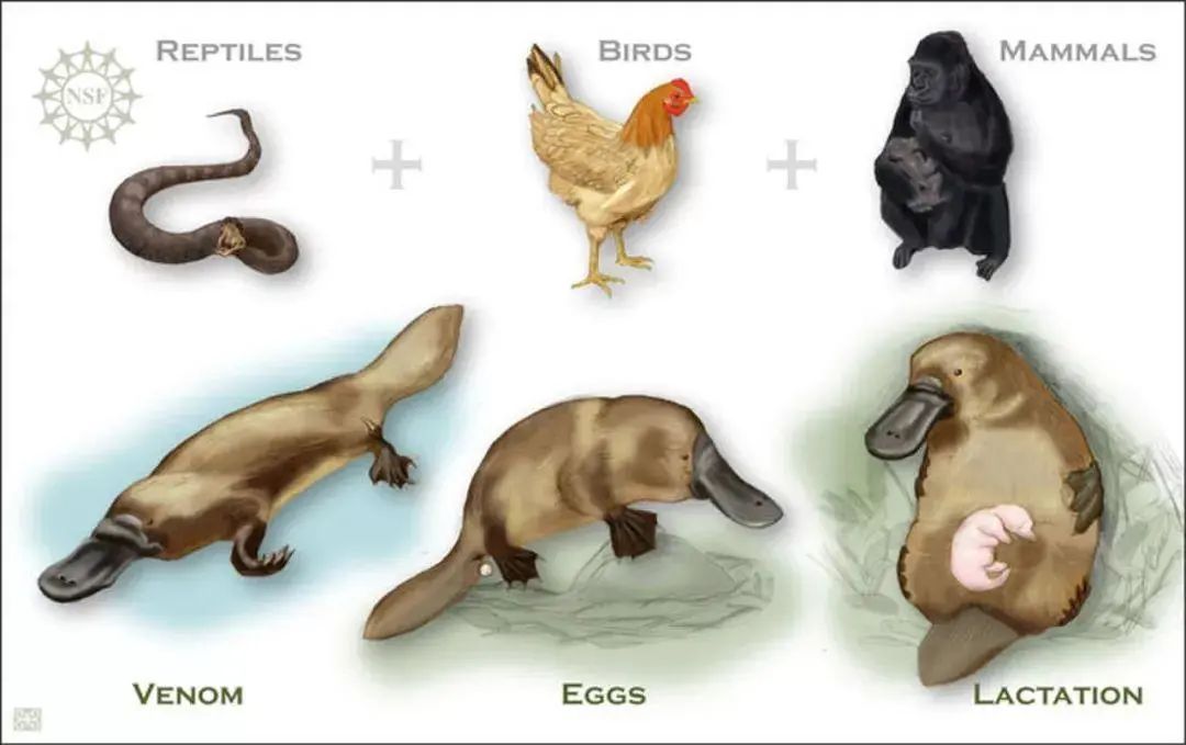 关于鸭嘴兽的几个事实鸭嘴兽生活在澳大利亚东部和塔斯马尼亚州