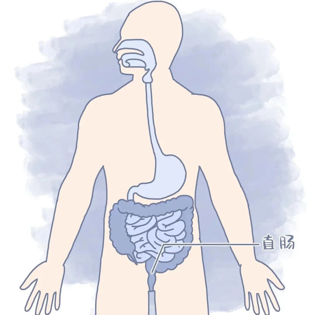 结直肠包括升结肠,横结肠,降结肠,乙状结肠和直肠
