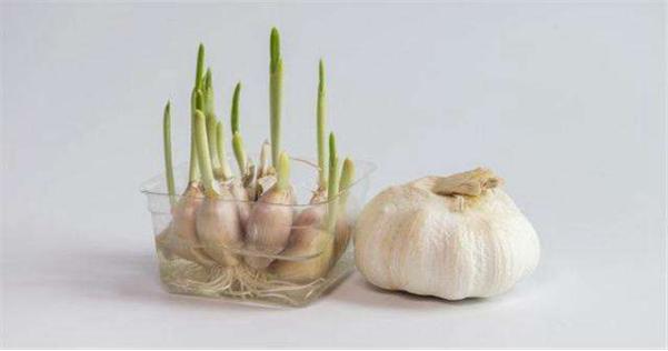 蒜头怎么发蒜苗 528.jpg