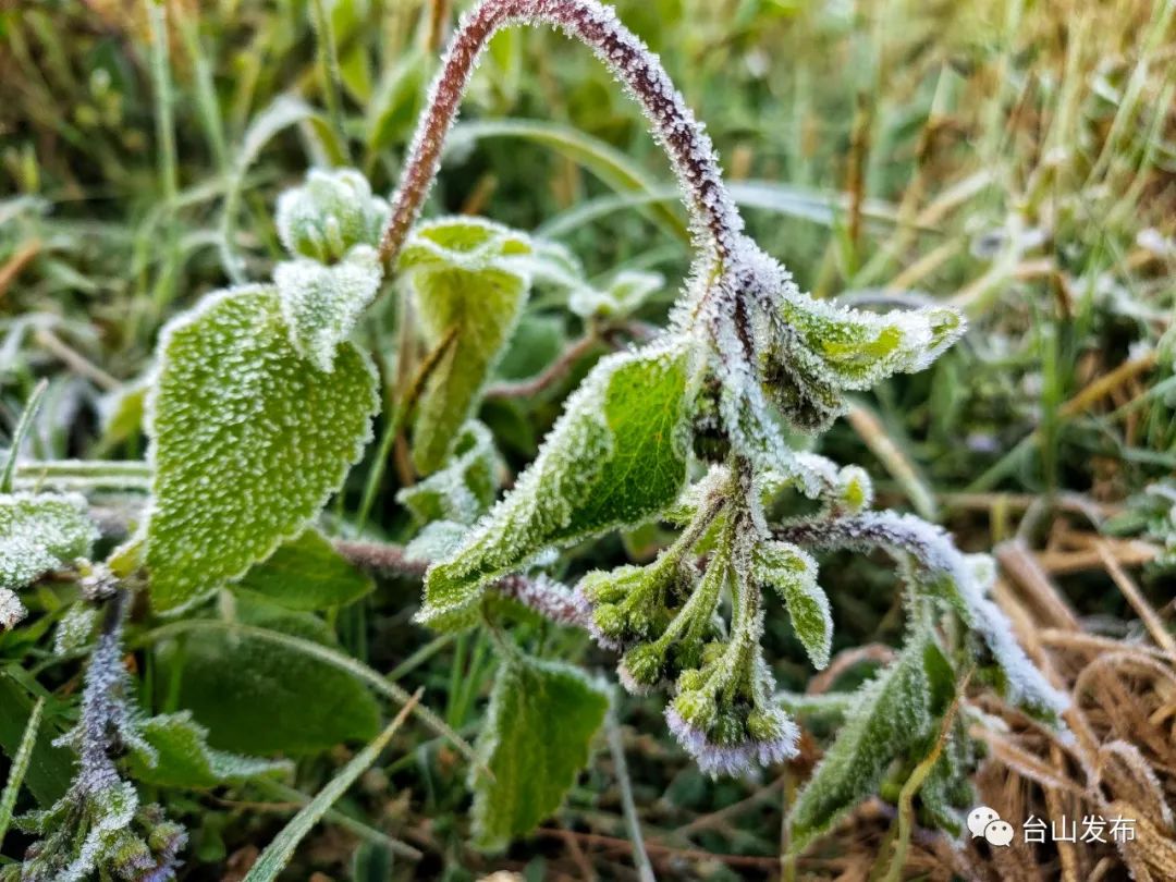 视频图集台山满地霜华浓似雪