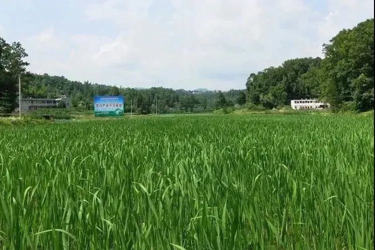 丽水唯一缙云女茭白大王李春萌获评2020年度浙江乡村振兴带头人金牛奖
