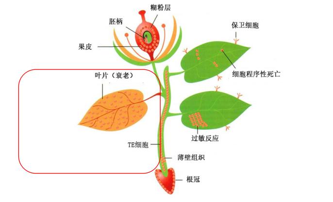 【科学普及】秋风送寒杏叶黄