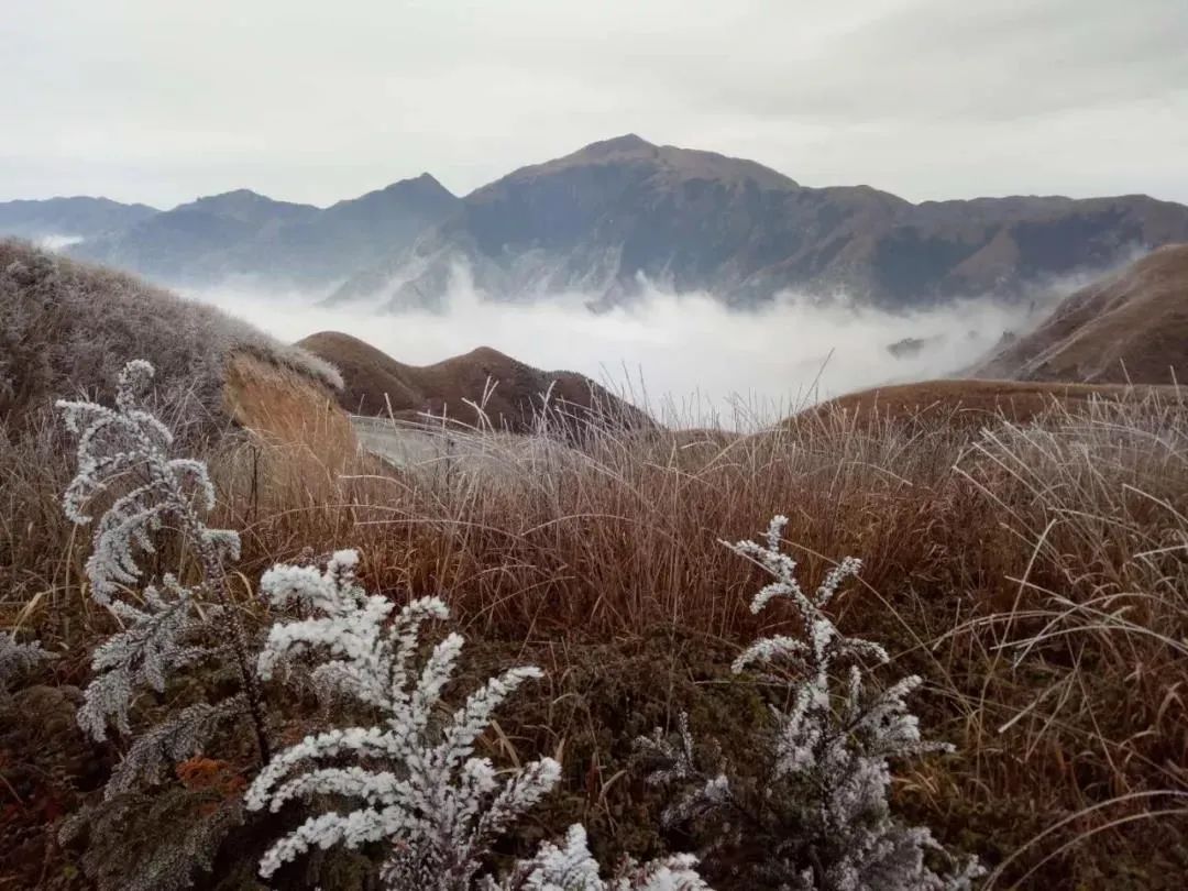 桂林下雪了有圖有真相這可能是離你最近的霧凇